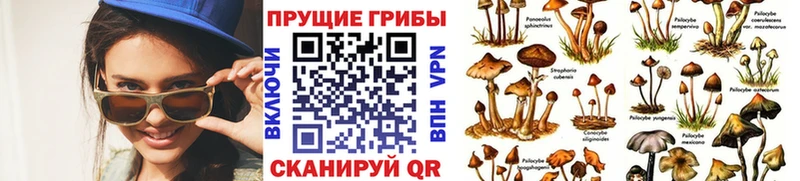 ссылка на мегу как войти  Шарыпово  Псилоцибиновые грибы мицелий  закладки 